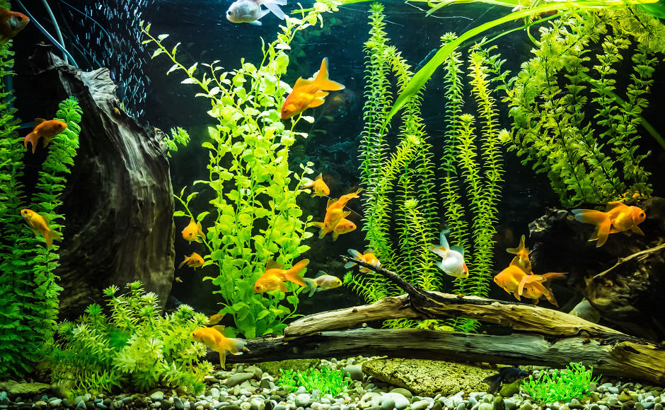have fun jump suffering Sztuczne rośliny do akwarium | 🐶 Blog Kakadu ZOO