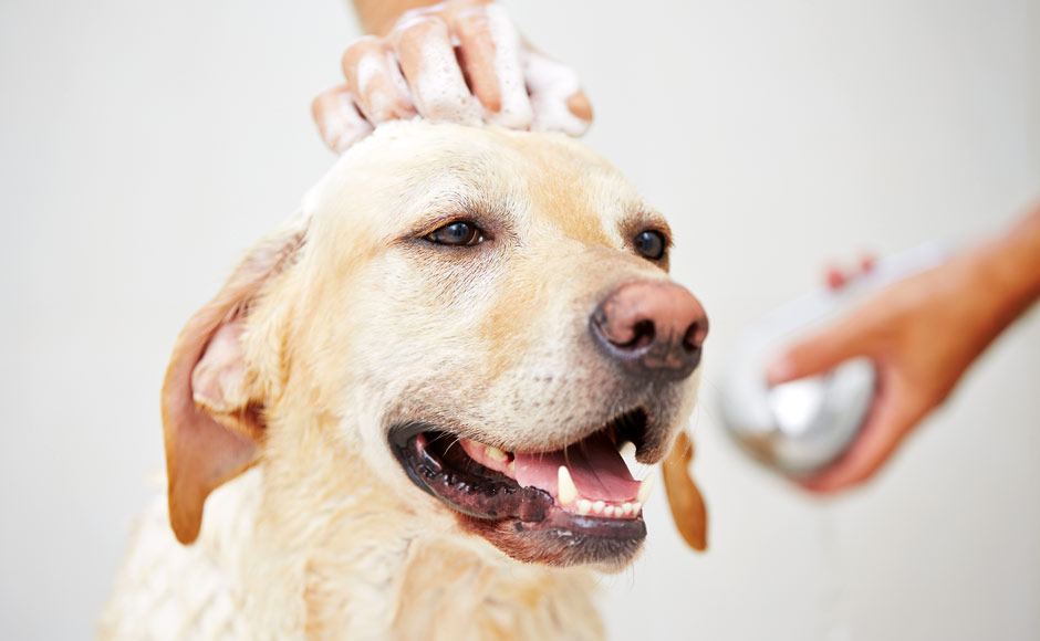 szampony i odzywki nootie dla psow