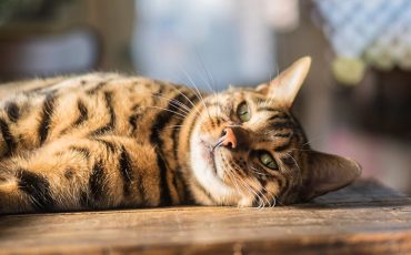 Odgłosy kota: Miauczenie, mruczenie, syczenie - sprawdź co oznaczają
