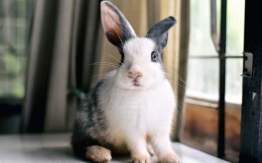 Mowa królika - dlaczego tupie, liże i jak okazuje miłość?