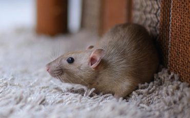 Szczur a mysz w domu - jak rozróżnić?