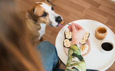 Czy pies może jeść orzechy? Wpływ orzechów włoskich, laskowych