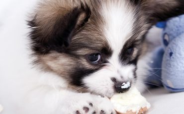Dysplazja stawu biodrowego u psa - przyczyny, objawy, leczenie